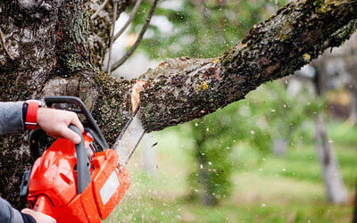 Tree trimming experts